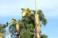 Bananenstaude